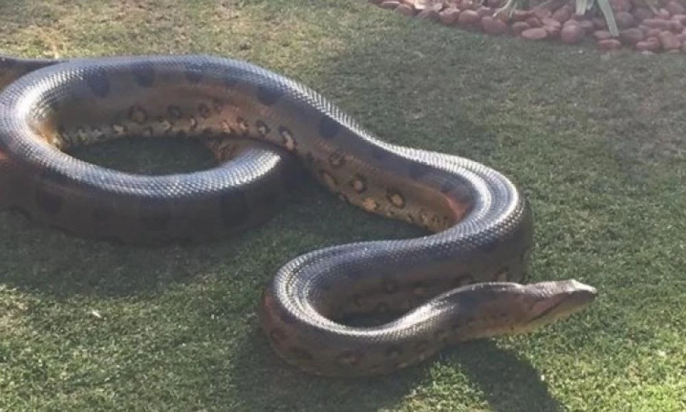 Αυτό είναι το γηραιότερο φίδι στον κόσμο